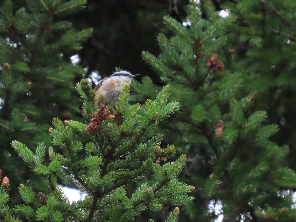 Red-breasted Nuthatch - ML468306341
