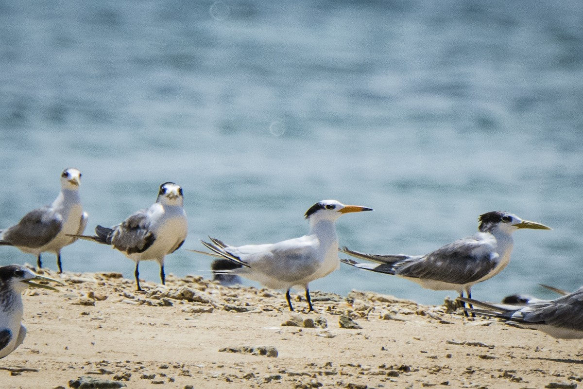 Chinese Crested Tern - ML46831001