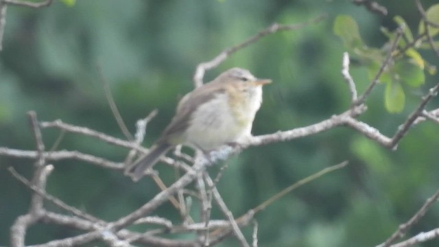 Mosquitero Común - ML468310271