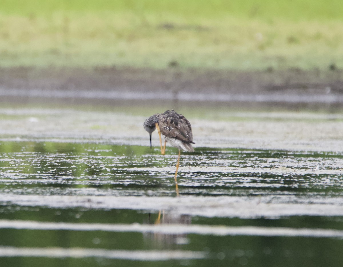 Greater Yellowlegs - lawrence connolly