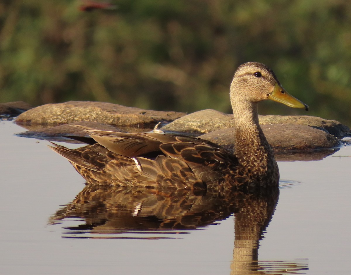 Mexican Duck - Mark Stevenson