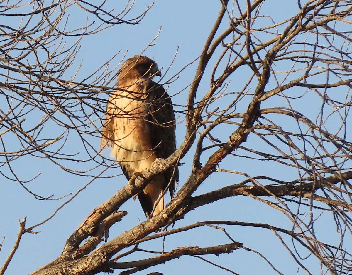 Red-tailed Hawk - ML468312591