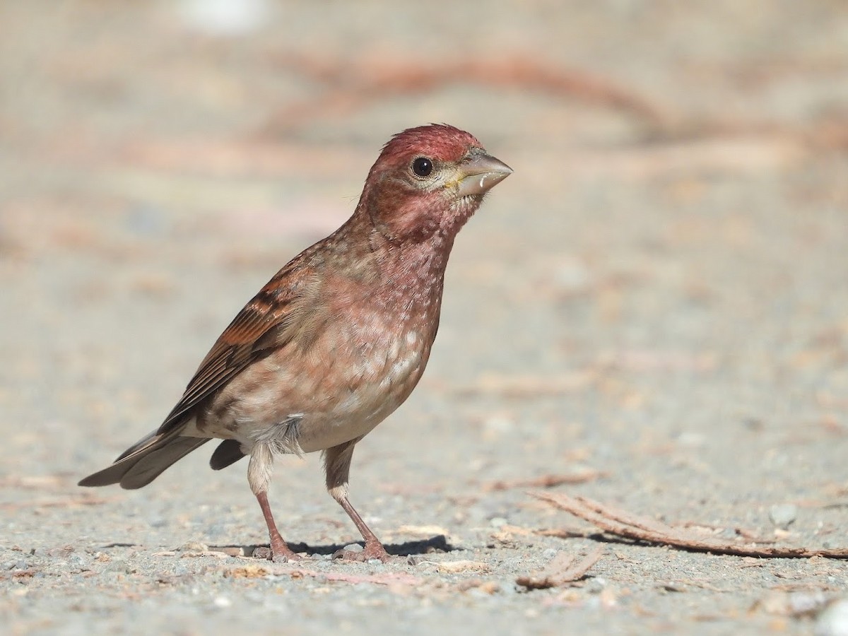 Purple Finch - ML468313541