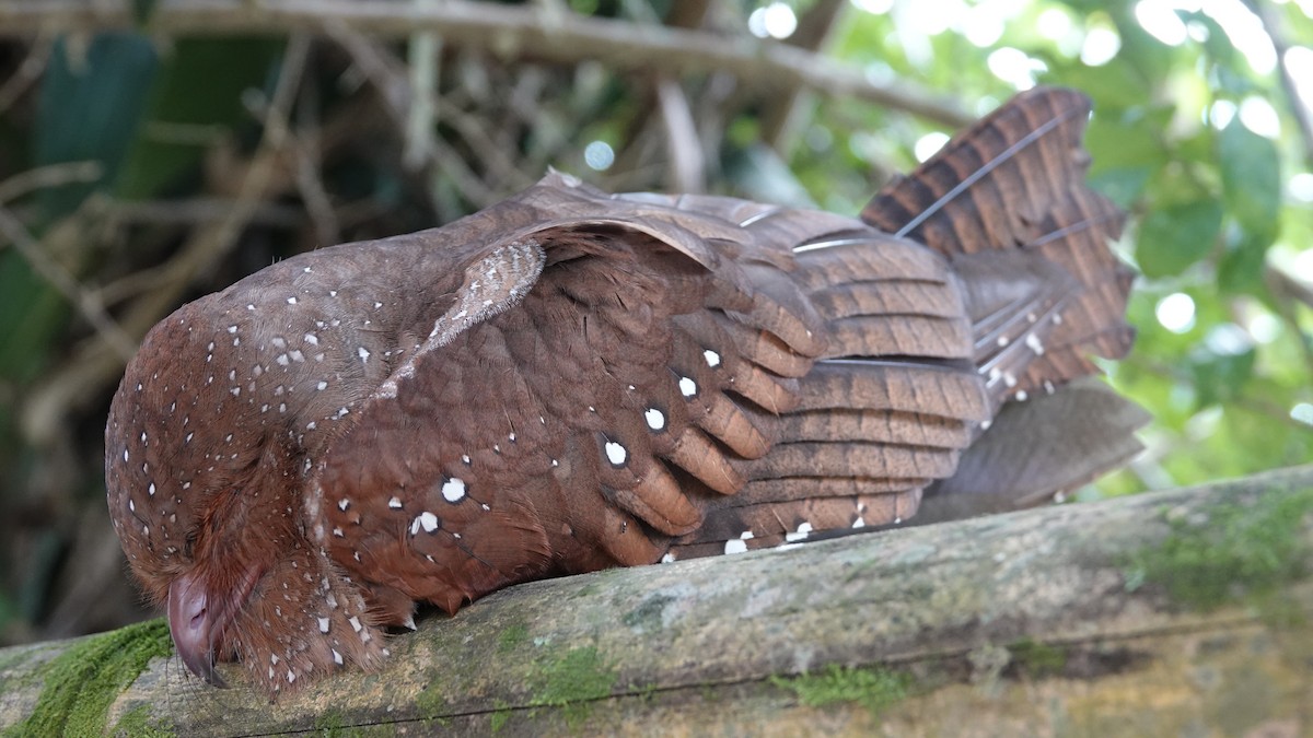 Oilbird - ML468314801