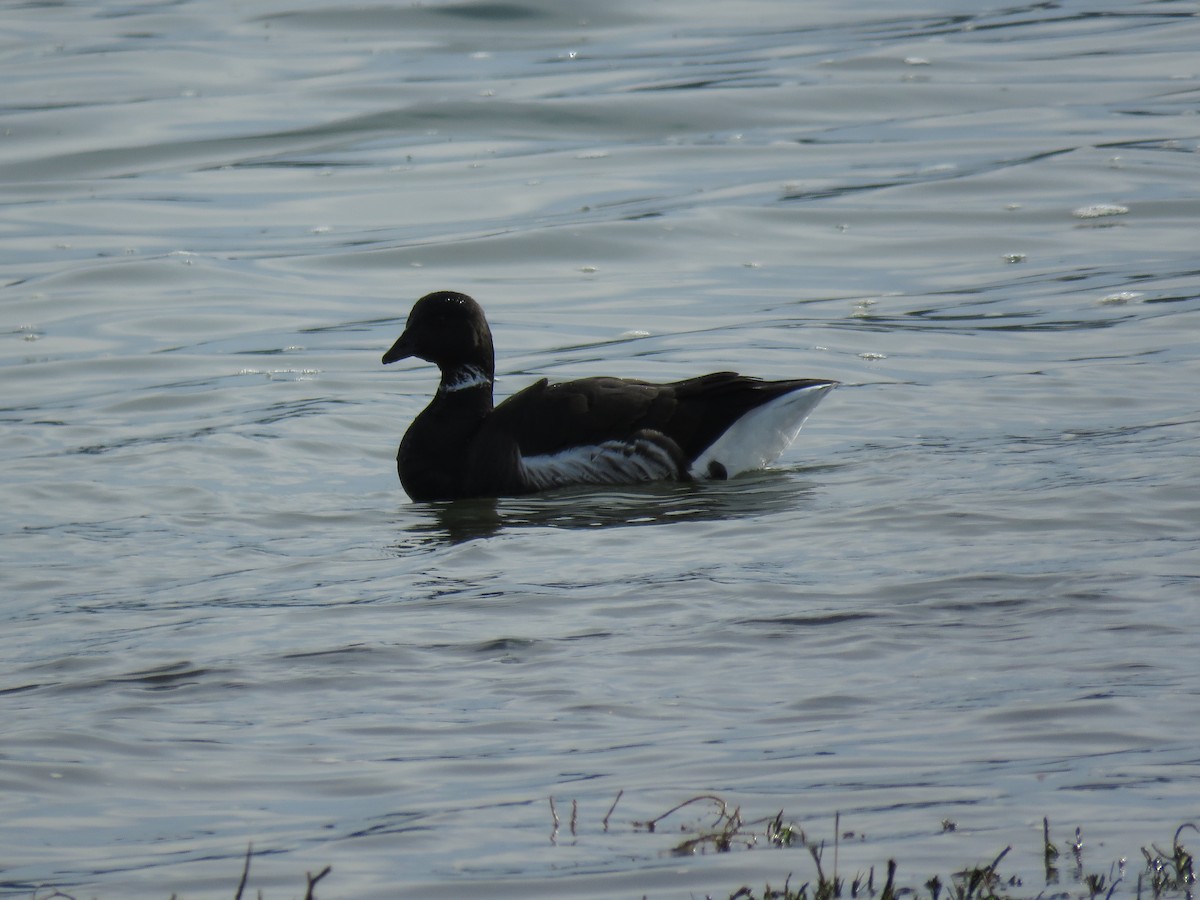 Brant - ML46831521