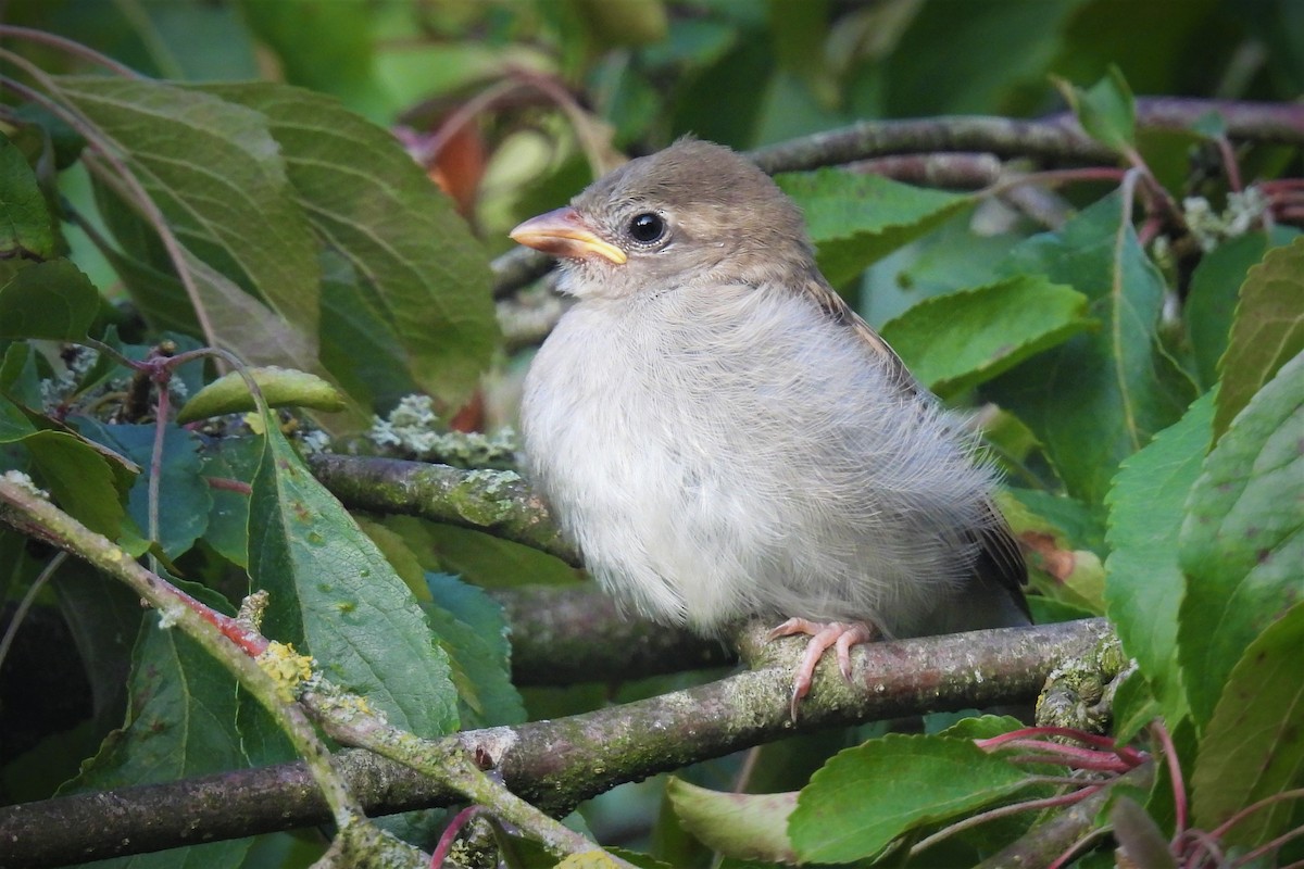 House Sparrow - ML468315561