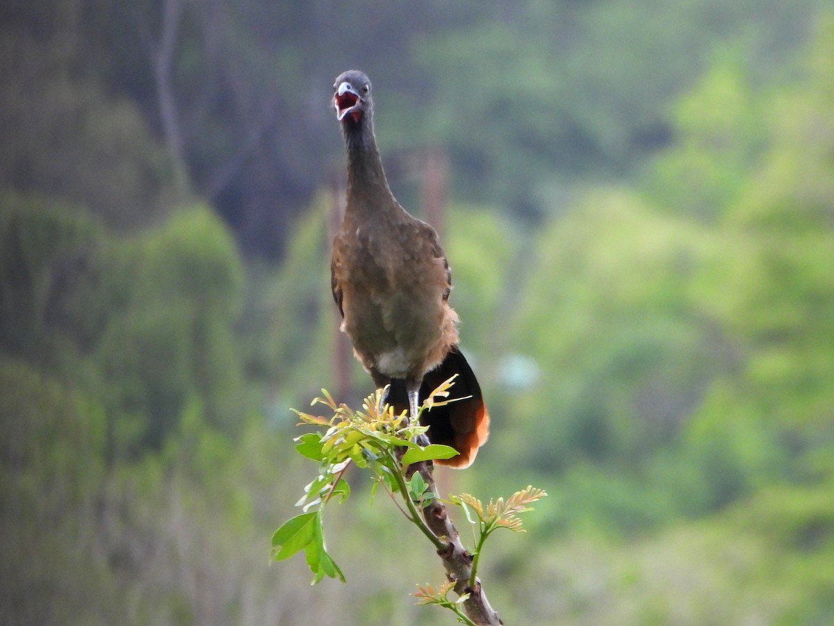 Rufous-vented Chachalaca (Rufous-tipped) - ML468315771