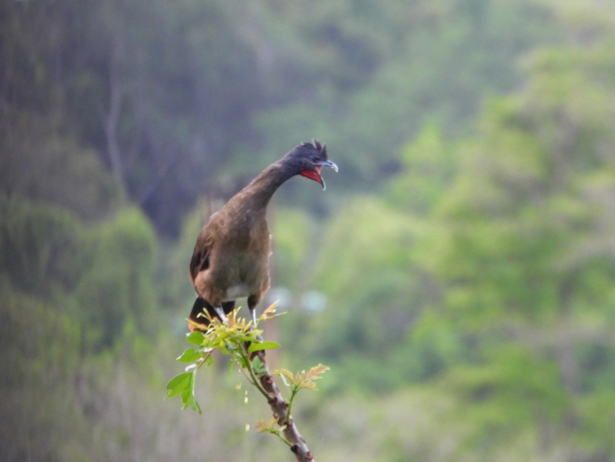 Rufous-vented Chachalaca (Rufous-tipped) - bob butler