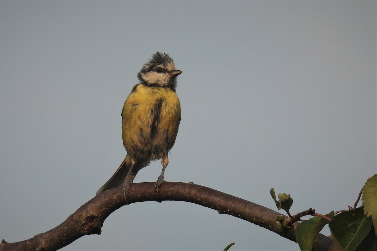 Eurasian Blue Tit - ML468316081