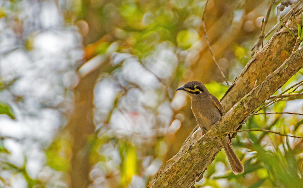 Yellow-faced Honeyeater - ML46831611