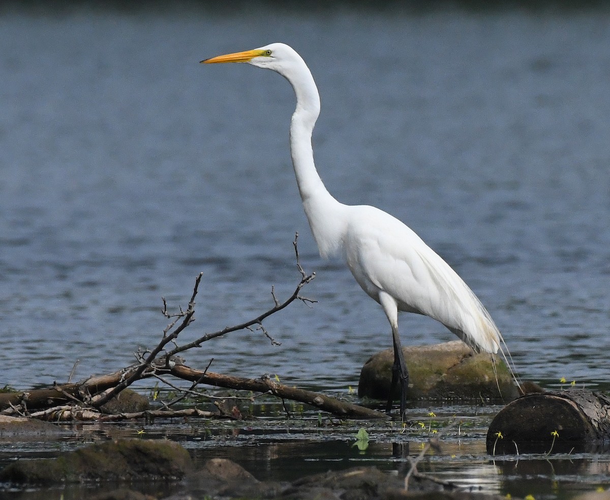 Great Egret - Frederick Atwood