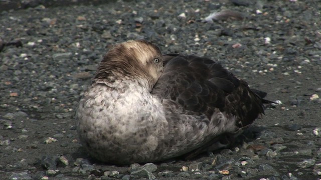 Northern Giant-Petrel - ML468317