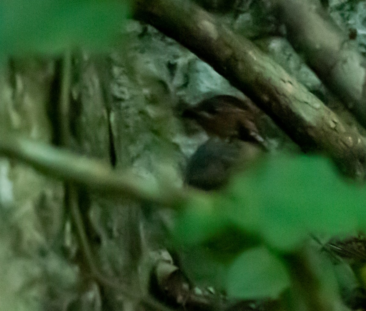 Singing Quail - ML468317641