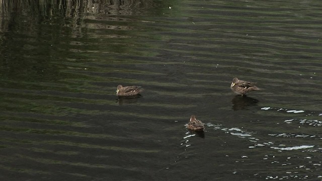 Yellow-billed Pintail (South Georgia) - ML468318