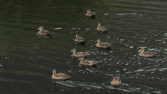 Yellow-billed Pintail (South Georgia) - ML468319