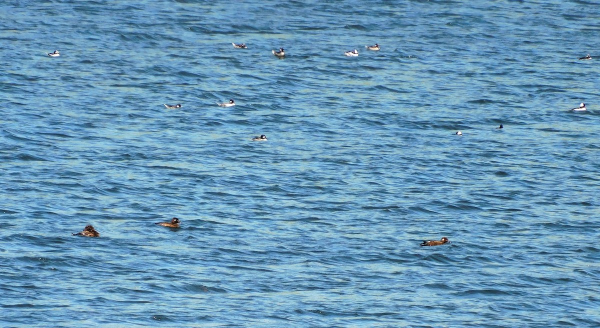 White-winged Scoter - ML468321581