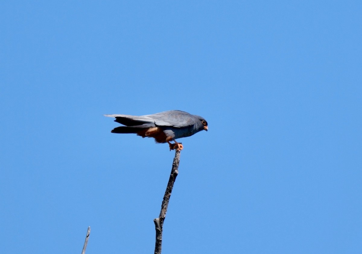 Red-footed Falcon - Greg Baker