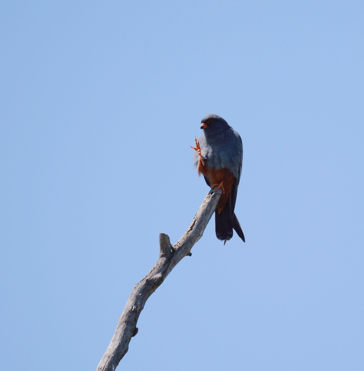 Red-footed Falcon - ML468321681