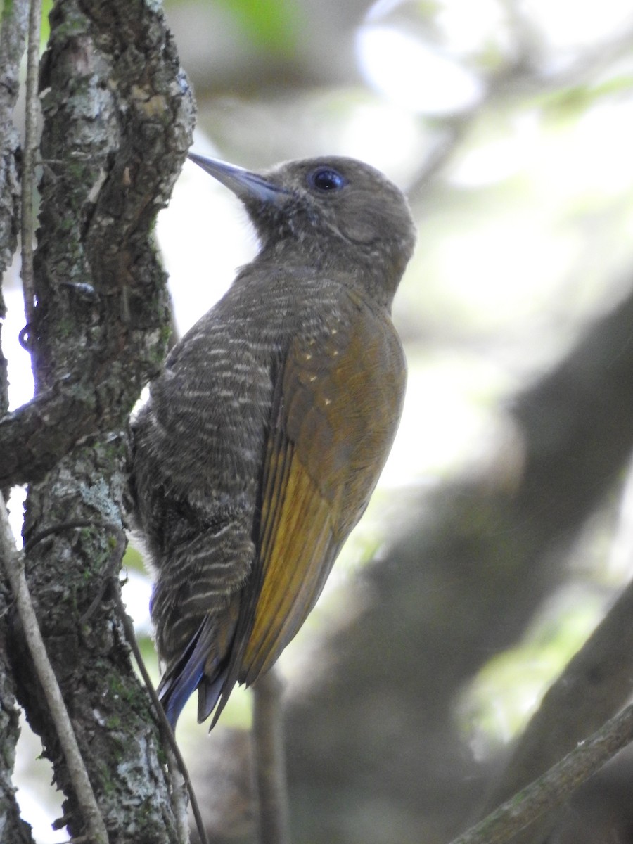 Little Woodpecker - ML468321911