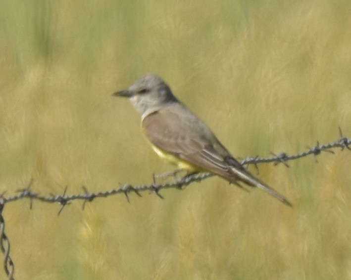 Western Kingbird - ML468322081