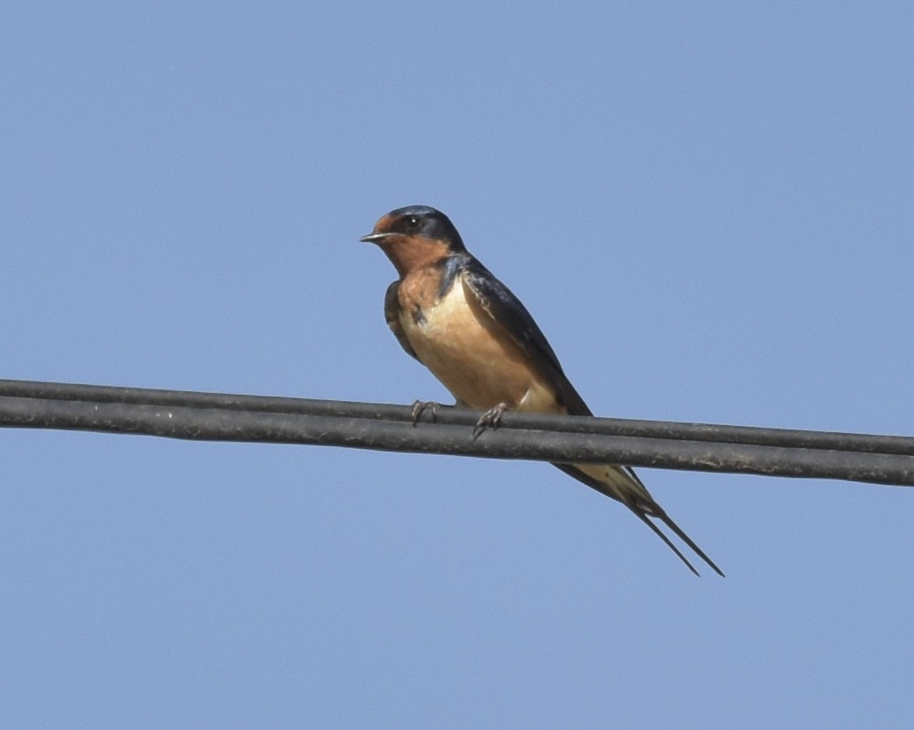 Barn Swallow - ML468322171