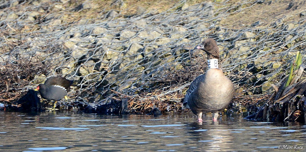 Pink-footed Goose - ML46832231