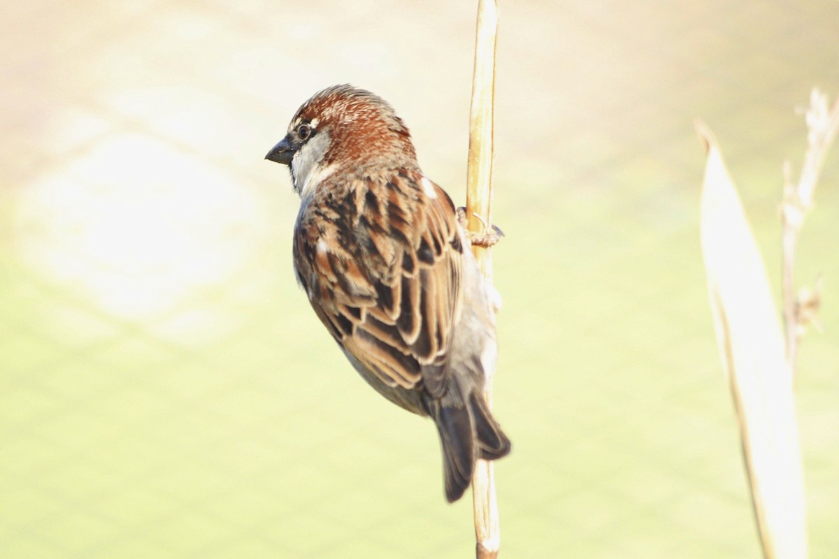 House Sparrow - ML468322421