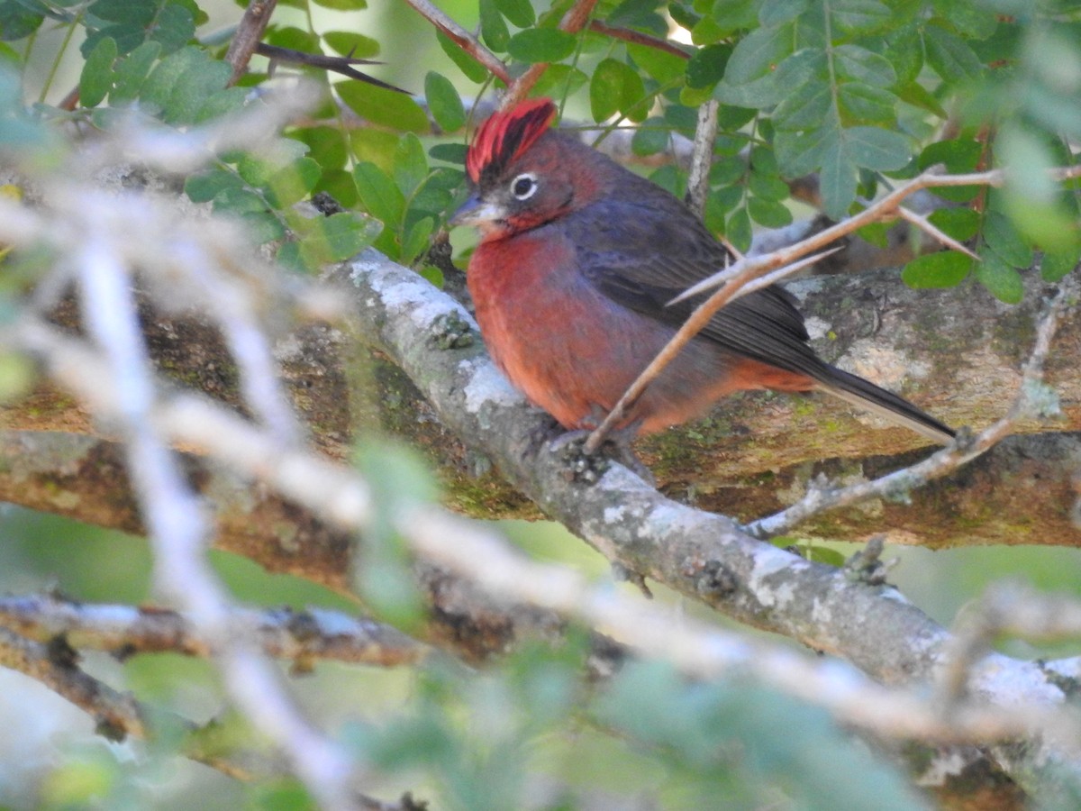 Red-crested Finch - Carolina Busquetz