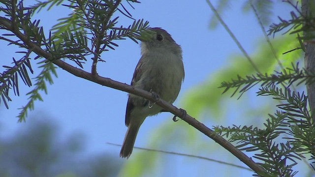 Hutton's Vireo - ML468323501