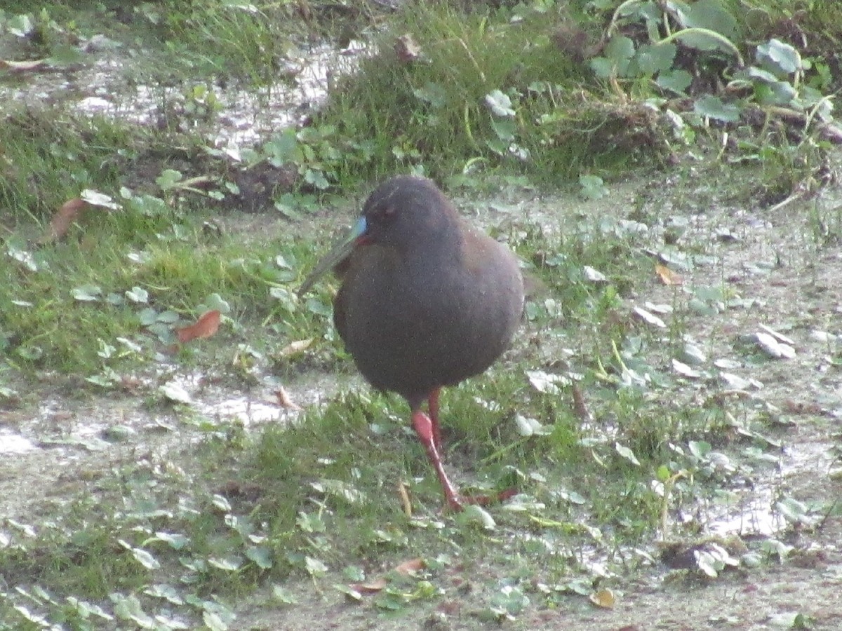 Plumbeous Rail - ML468323741