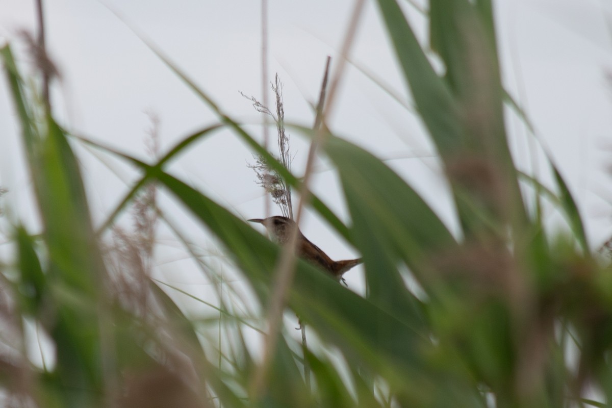 Marsh Wren - ML468323811