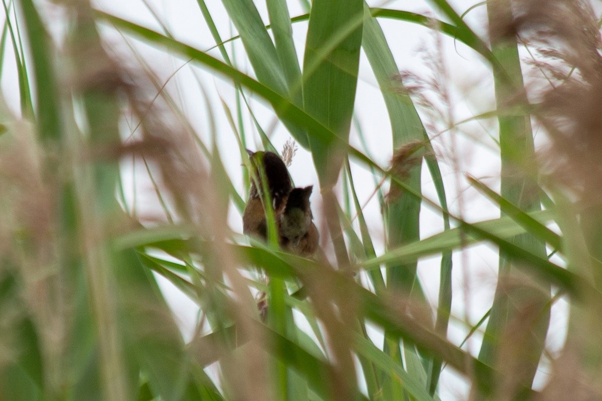 Marsh Wren - ML468323821