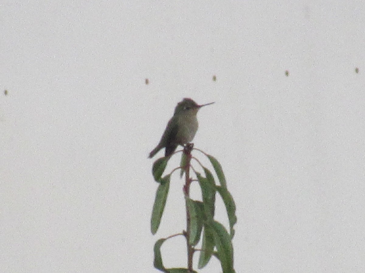 Green-backed Firecrown - ML468323901