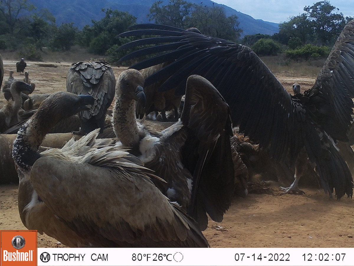 White-backed Vulture - ML468324551