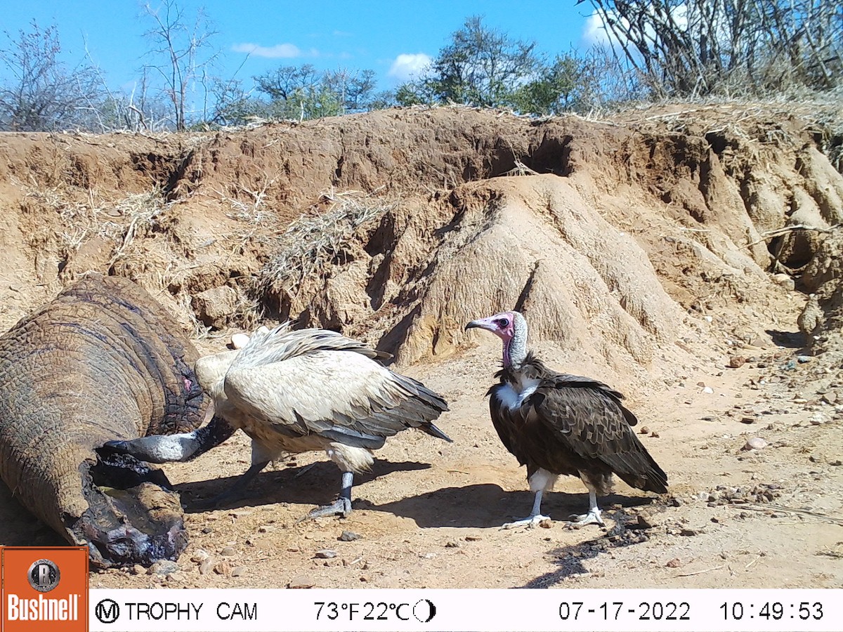 Hooded Vulture - ML468324601