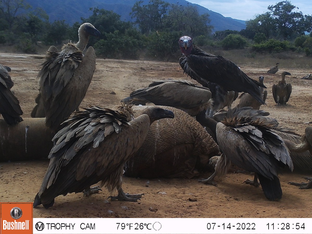 Lappet-faced Vulture - Donovan  Rule