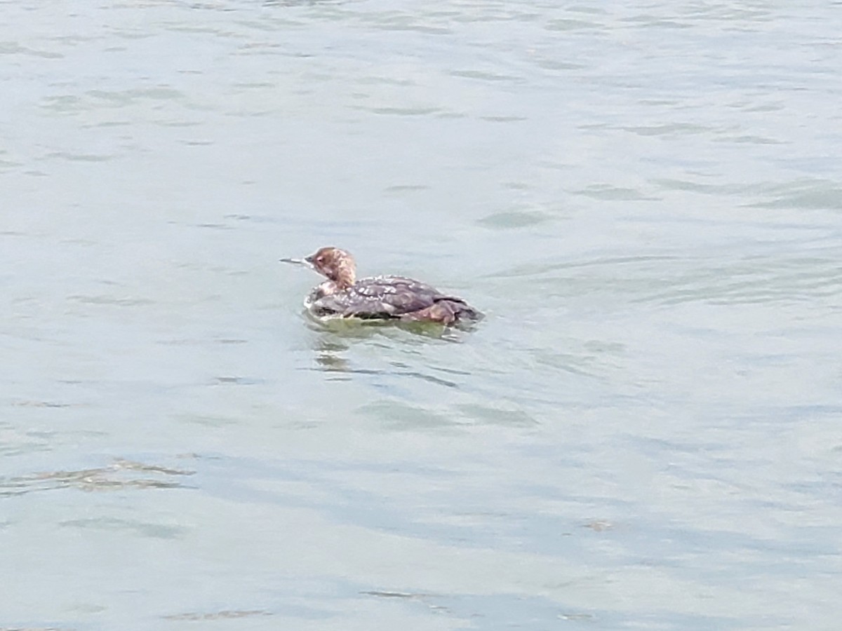 Common Loon - Matt Phillips and Pati Stan