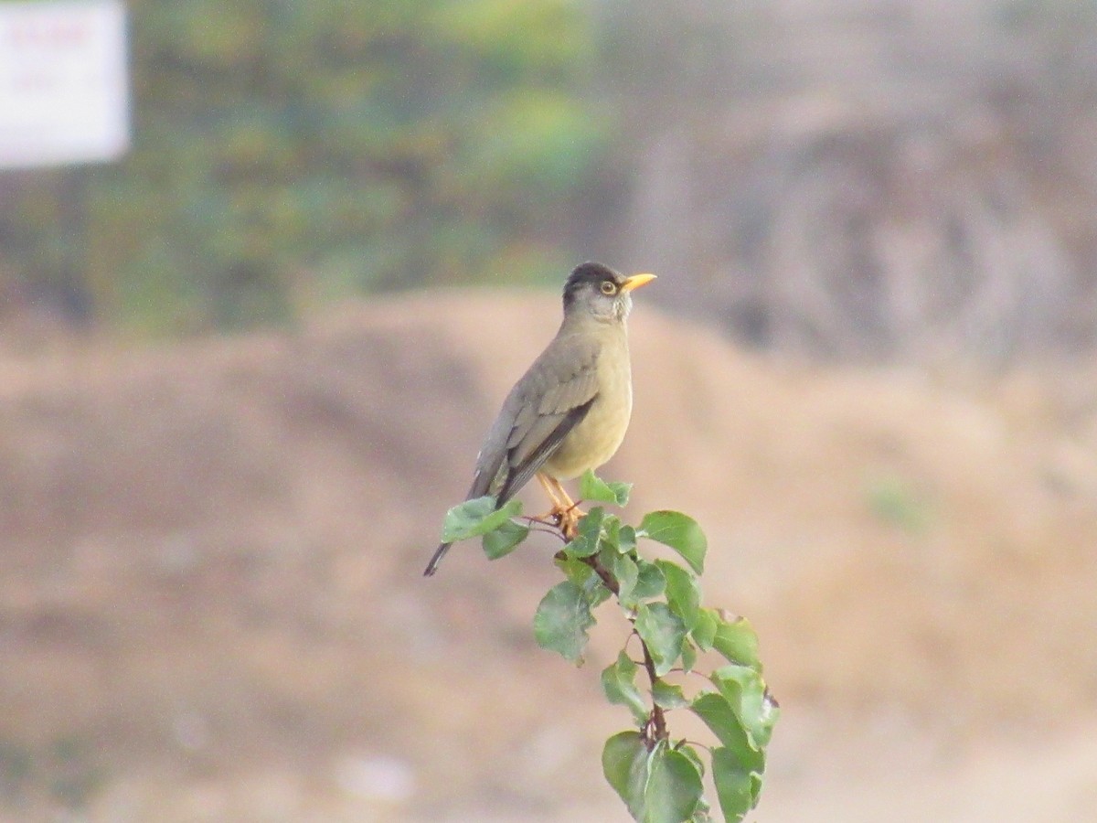 Austral Thrush - ML468324701