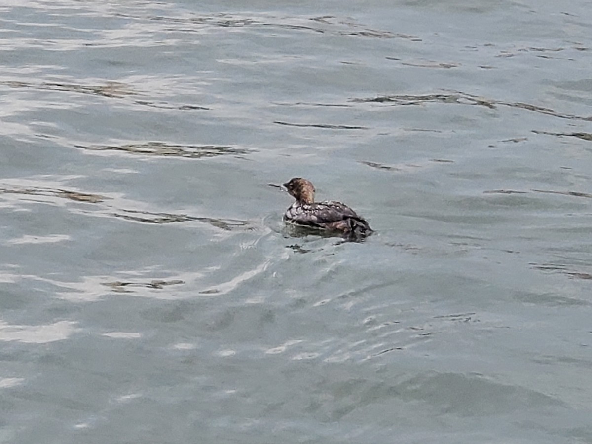 Common Loon - ML468324841