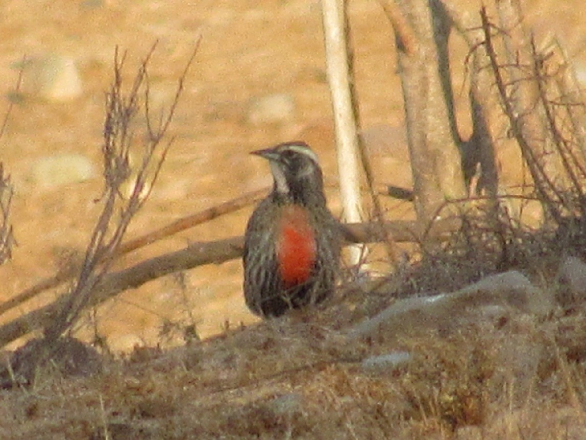 Long-tailed Meadowlark - ML468324891