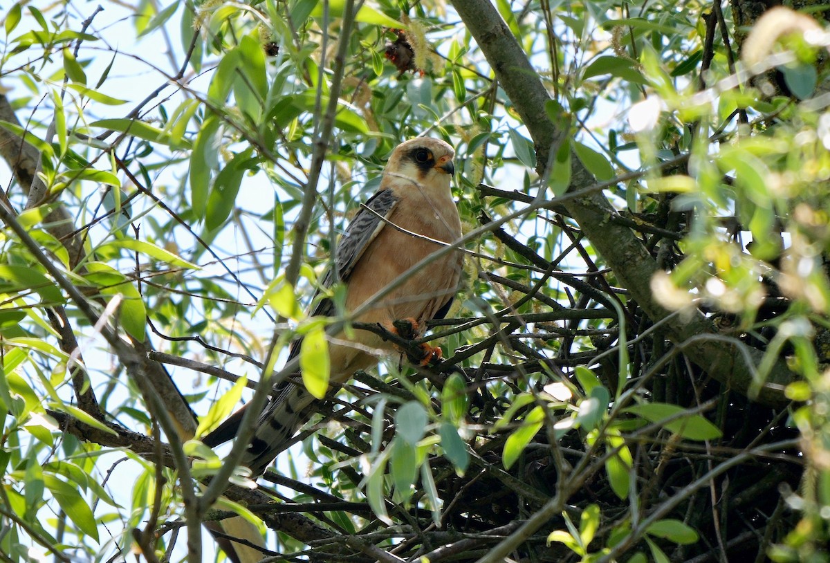 Red-footed Falcon - ML468325161