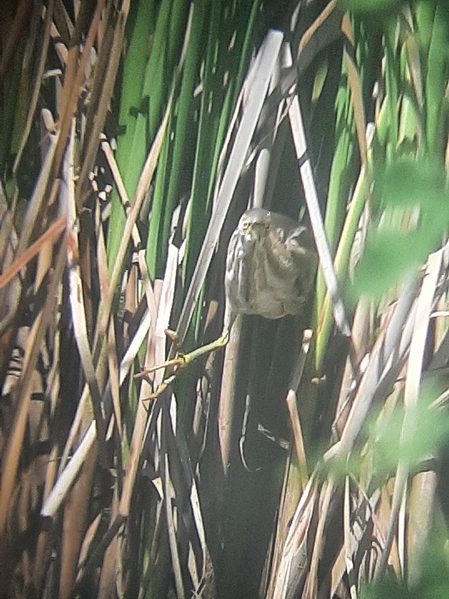 Least Bittern - ML468326941