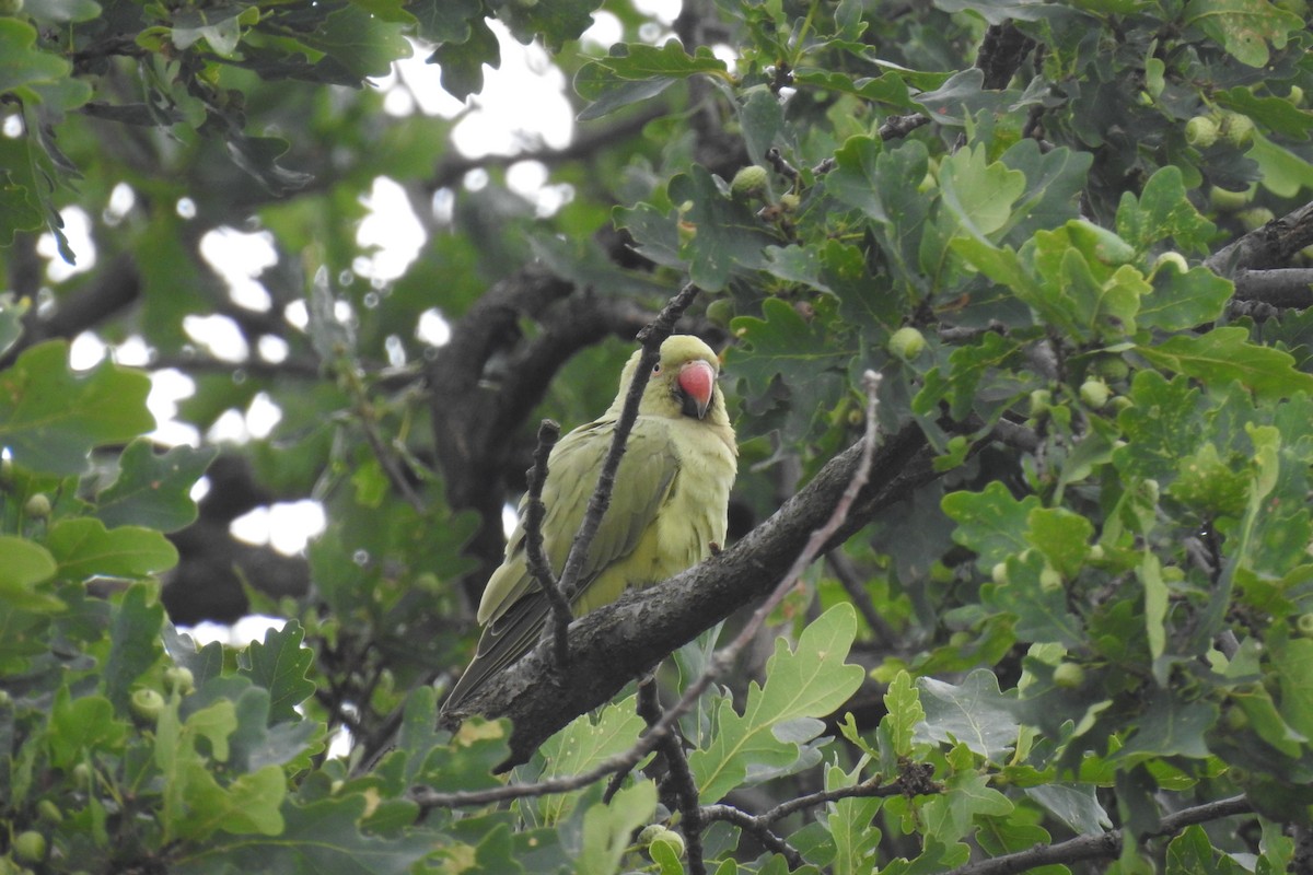 Rose-ringed Parakeet - ML468327121