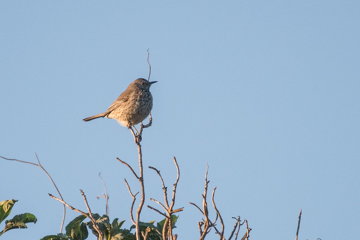 Sage Thrasher - ML46832771