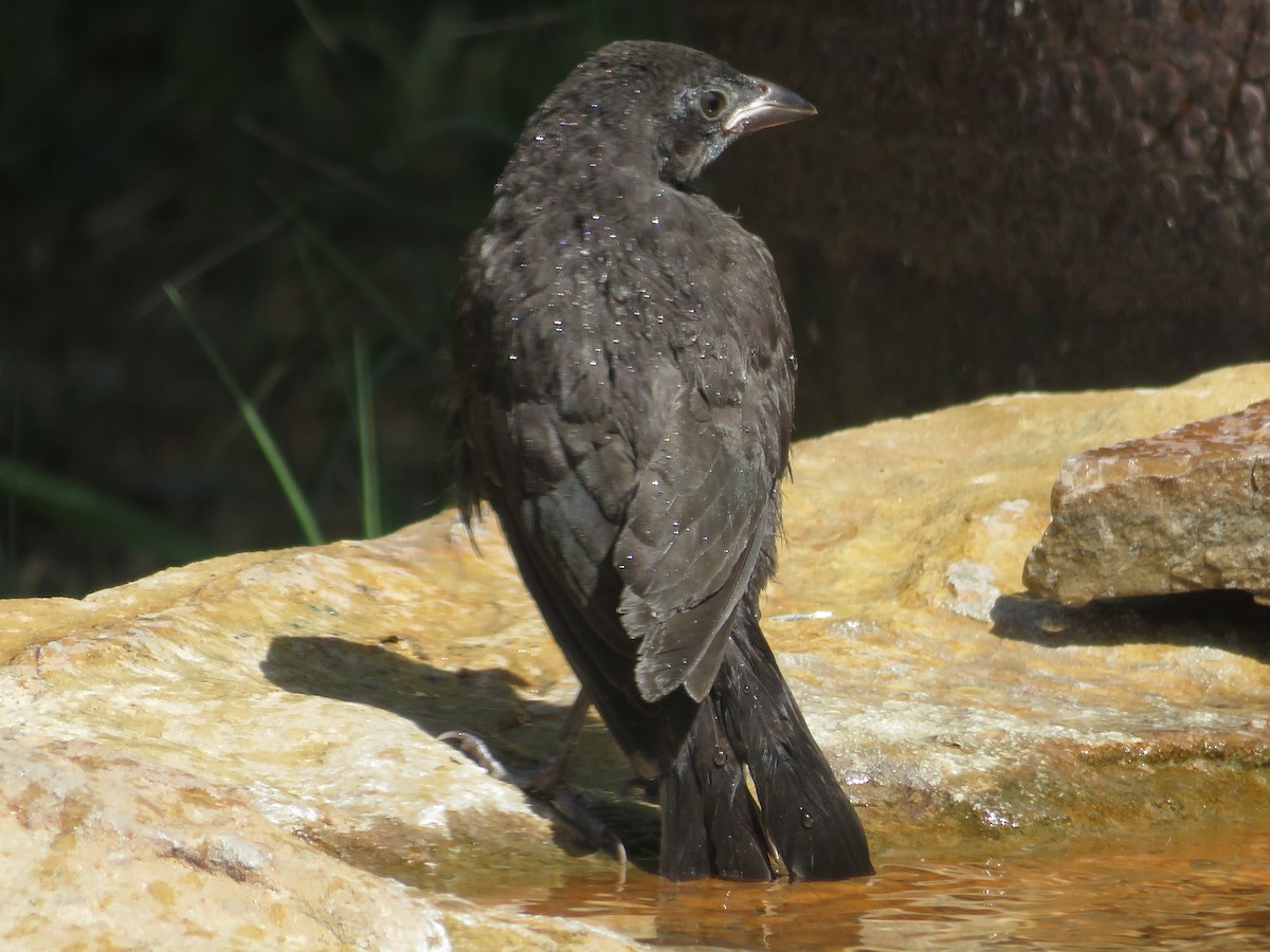 Bronzed Cowbird - Molothrus aeneus - Media Search - Macaulay Library ...