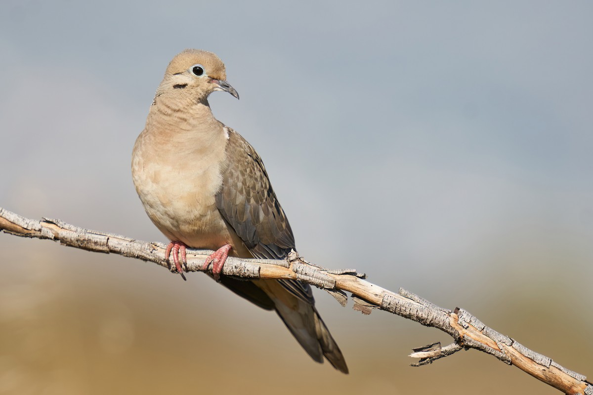 Mourning Dove - ML468331021