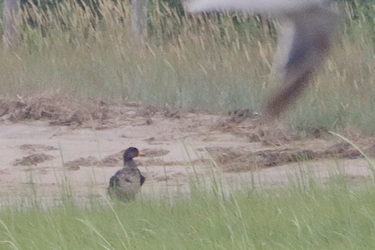 Black Scoter - ML468331181