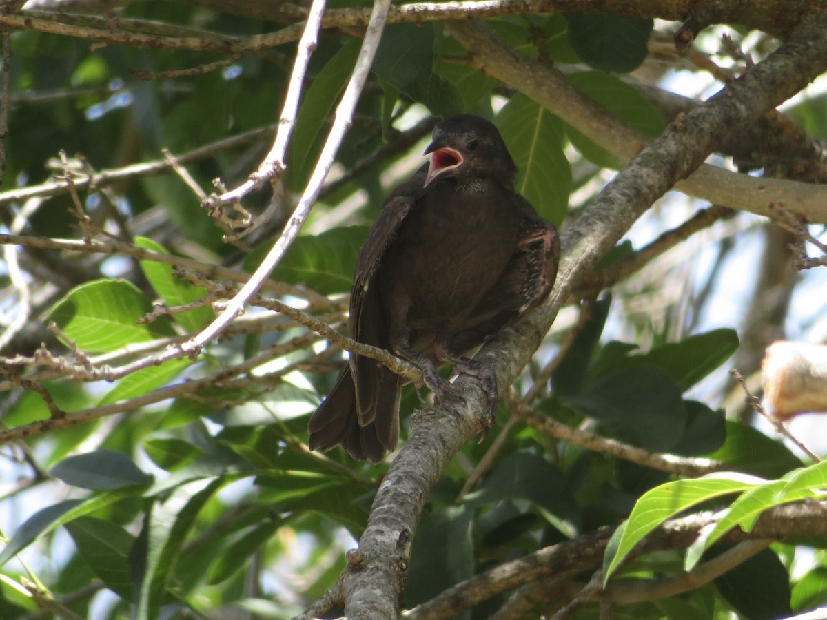 Bronzed Cowbird - Molothrus aeneus - Media Search - Macaulay Library ...