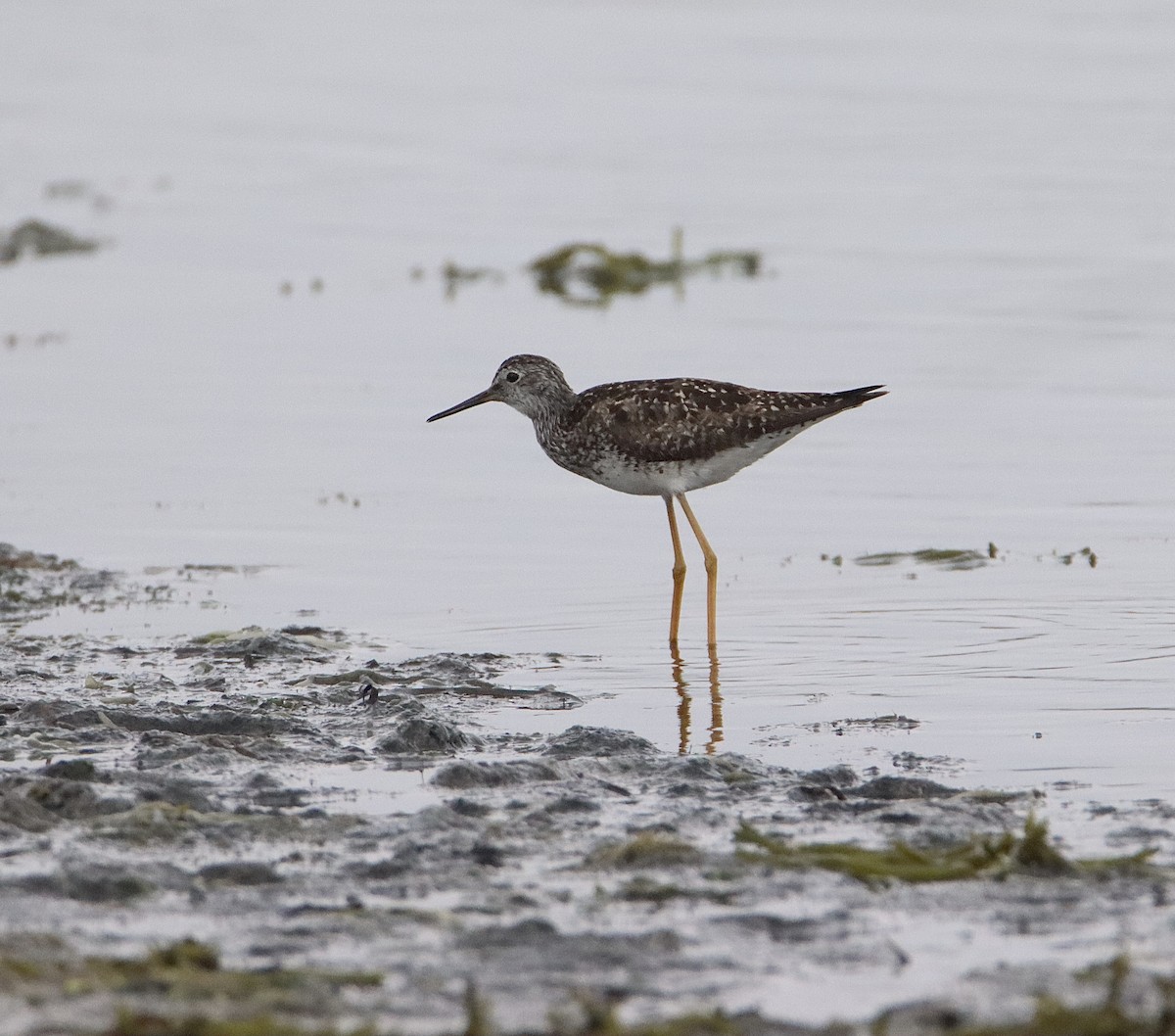 Lesser Yellowlegs - ML468331601