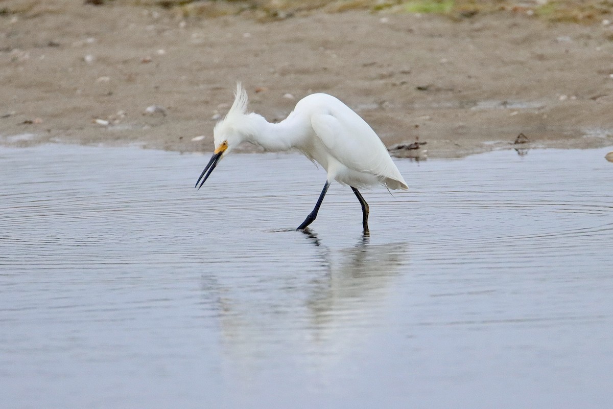 Snowy Egret - ML468331651